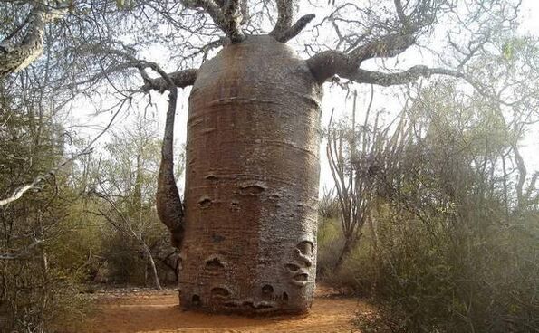 un tronc d'arbre épais pour imiter l'augmentation de l'épaisseur du pénis